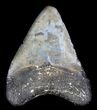 Juvenile Megalodon Tooth - Venice, Florida #36670-2